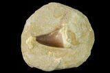 Mosasaur (Prognathodon) Tooth In Rock - Morocco #143731-1